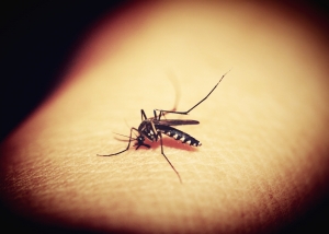 Creado en Israel: Una fábrica de mosquitos para luchar contra enfermedades como malaria o zika.